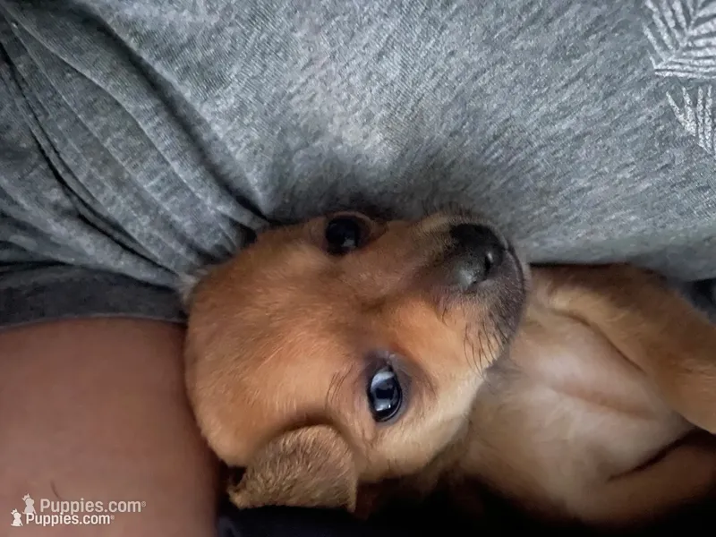 Spike – Dachshund, Chihuahua puppy for sale in Tampa, FL