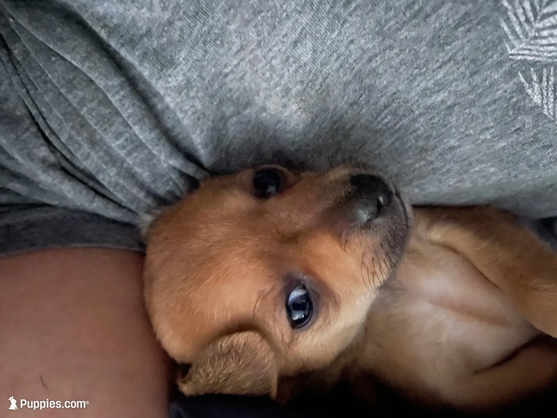 Spike, a male Dachshund and Chihuahua for sale in Tampa, FL – 1 of 5