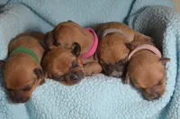 Spike, a male Dachshund and Chihuahua for sale in Tampa, FL – 4 of 5