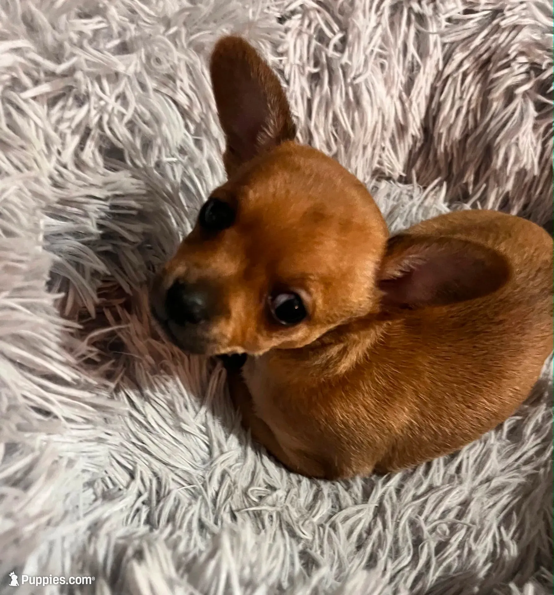 Spike, a male Dachshund and Chihuahua for sale in Tampa, FL – 2 of 5
