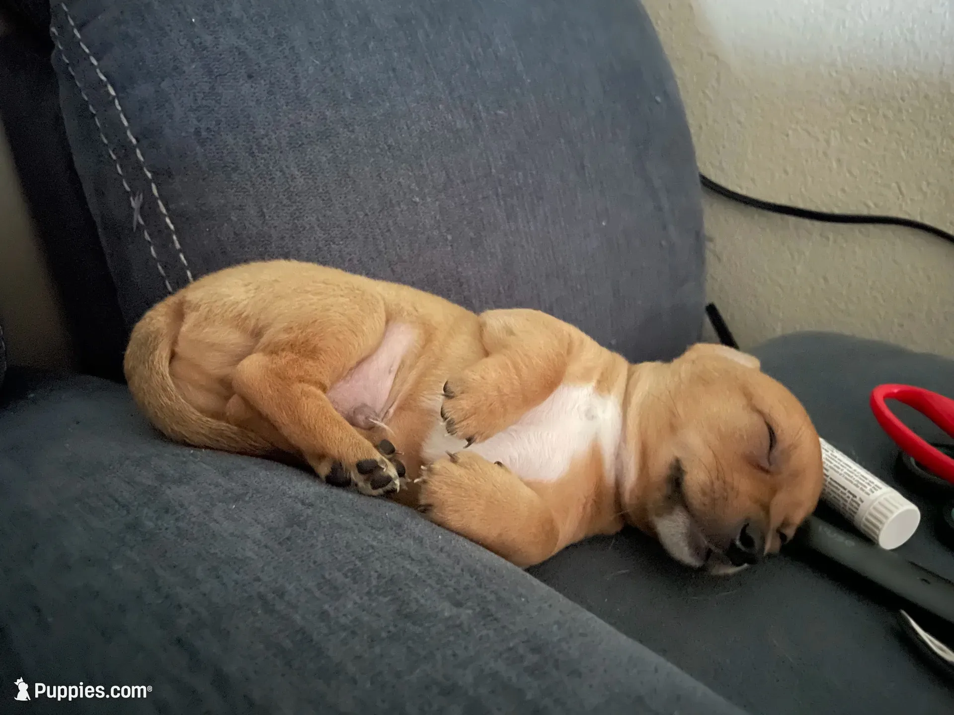 Spike, a male Dachshund and Chihuahua for sale in Tampa, FL – 3 of 5