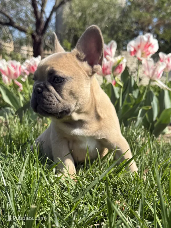 Teddy bear  – French Bulldog puppy for sale in Wichita, KS
