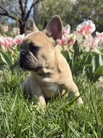 Teddy bear , a male French Bulldog for sale in Wichita, KS – Photo 1 of 10