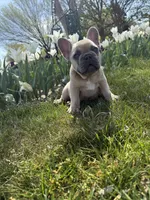 Teddy bear , a male French Bulldog for sale in Wichita, KS – Photo 6 of 10