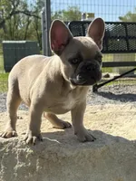 Teddy bear , a male French Bulldog for sale in Wichita, KS – Photo 5 of 10