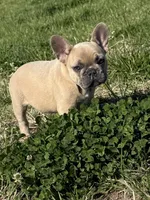 Teddy bear , a male French Bulldog for sale in Wichita, KS – Photo 8 of 10