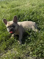 Teddy bear , a male French Bulldog for sale in Wichita, KS – Photo 9 of 10