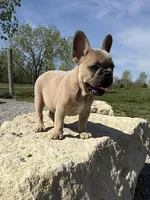 Teddy bear , a male French Bulldog for sale in Wichita, KS – Photo 4 of 10