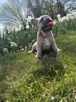 Teddy bear , a male French Bulldog for sale in Wichita, KS – Photo 7 of 10
