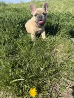 Teddy bear , a male French Bulldog for sale in Wichita, KS – Photo 10 of 10