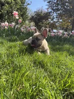 Teddy bear , a male French Bulldog for sale in Wichita, KS – Photo 2 of 10