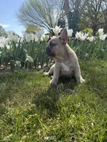 Teddy bear , a male French Bulldog for sale in Wichita, KS – Photo 3 of 10