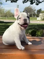 Thor, a male French Bulldog for sale in Wichita, KS – Photo 4 of 10