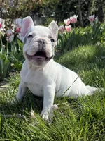 Thor, a male French Bulldog for sale in Wichita, KS – Photo 2 of 10