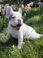 Thor, a male French Bulldog for sale in Wichita, KS – Photo 3 of 10