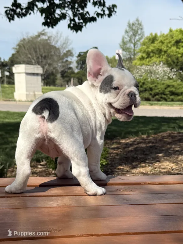Thor – French Bulldog puppy for sale in Wichita, KS