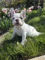 Thor, a male French Bulldog for sale in Wichita, KS – Photo 8 of 10