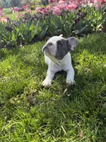 Thor, a male French Bulldog for sale in Wichita, KS – Photo 10 of 10