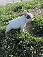 Thor, a male French Bulldog for sale in Wichita, KS – Photo 6 of 10