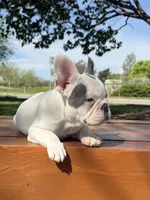 Thor, a male French Bulldog for sale in Wichita, KS – Photo 5 of 10