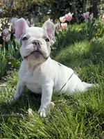 Thor, a male French Bulldog for sale in Wichita, KS – Photo 7 of 10