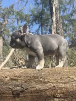 Simba , a male French Bulldog for sale in Wichita, KS – Photo 2 of 10