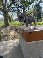 Simba , a male French Bulldog for sale in Wichita, KS – Photo 7 of 10