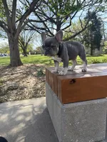 Simba , a male French Bulldog for sale in Wichita, KS – Photo 5 of 10