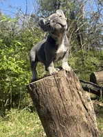 Simba , a male French Bulldog for sale in Wichita, KS – Photo 8 of 10