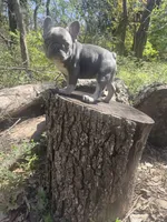 Simba , a male French Bulldog for sale in Wichita, KS – Photo 4 of 10