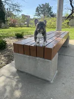 Simba , a male French Bulldog for sale in Wichita, KS – Photo 3 of 10