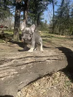 Simba , a male French Bulldog for sale in Wichita, KS – Photo 9 of 10