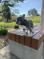 Simba , a male French Bulldog for sale in Wichita, KS – Photo 6 of 10