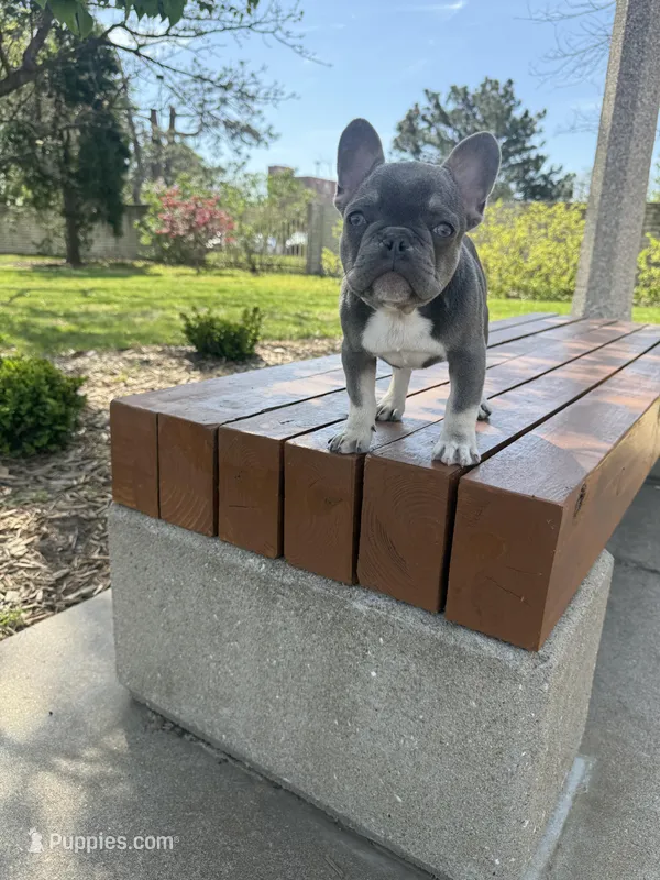Simba  – French Bulldog puppy for sale in Wichita, KS