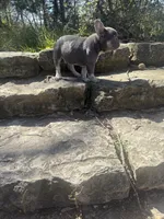 Simba , a male French Bulldog for sale in Wichita, KS – Photo 10 of 10