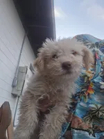 Oso, a male Maltipoo for sale in Sedona, AZ – 3 of 5