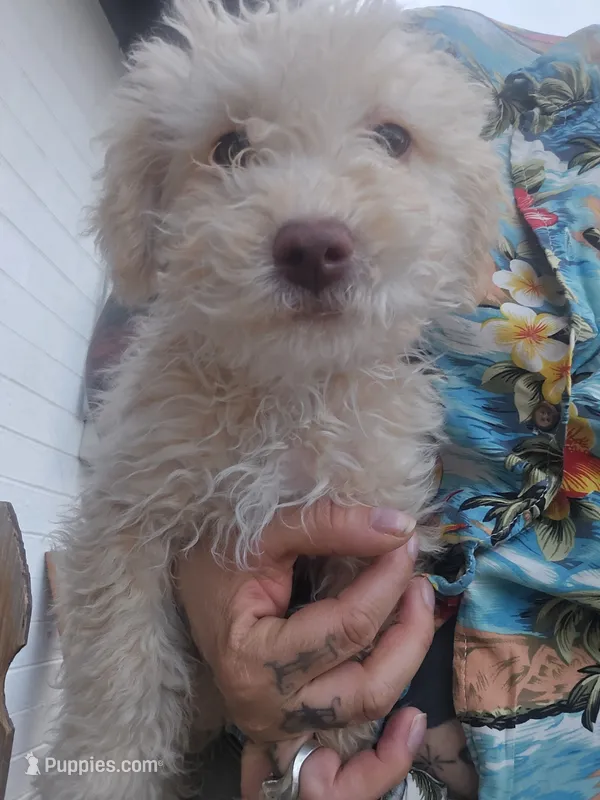 Oso – Maltipoo puppy for sale in Sedona, AZ
