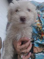 Oso, a male Maltipoo for sale in Sedona, AZ – 1 of 5