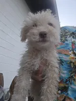 Oso, a male Maltipoo for sale in Sedona, AZ – 2 of 5