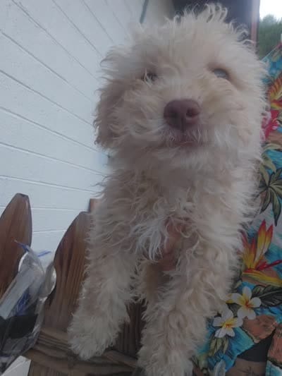 Oso, a male Maltipoo for sale in Sedona, AZ – 4 of 5