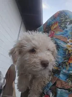 Oso, a male Maltipoo for sale in Sedona, AZ – 5 of 5