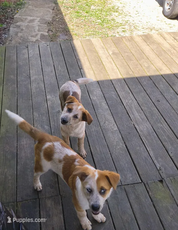 Tom and Jerry  – Australian Cattle Dog puppy for sale in Burkesville, KY