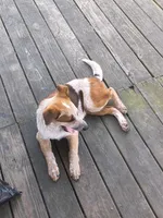 Tom and Jerry , a male Australian Cattle Dog for sale in Burkesville, KY – Photo 3 of 3