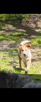Tom and Jerry , a male Australian Cattle Dog for sale in Burkesville, KY – Photo 2 of 3
