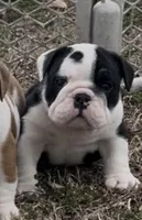 Mario, a male English Bulldog for sale in Grant, AL – Photo 2 of 4