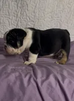 Mario, a male English Bulldog for sale in Grant, AL – Photo 4 of 4