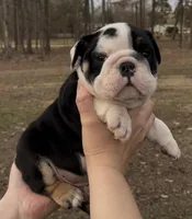 Mario, a male English Bulldog for sale in Grant, AL – Photo 1 of 4