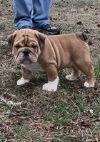 Milo, a male English Bulldog for sale in Grant, AL – Photo 1 of 3