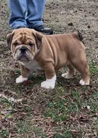 Milo, a male English Bulldog for sale in Grant, AL – Photo 2 of 3