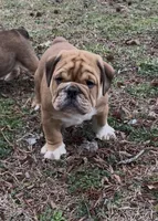 Milo, a male English Bulldog for sale in Grant, AL – Photo 3 of 3